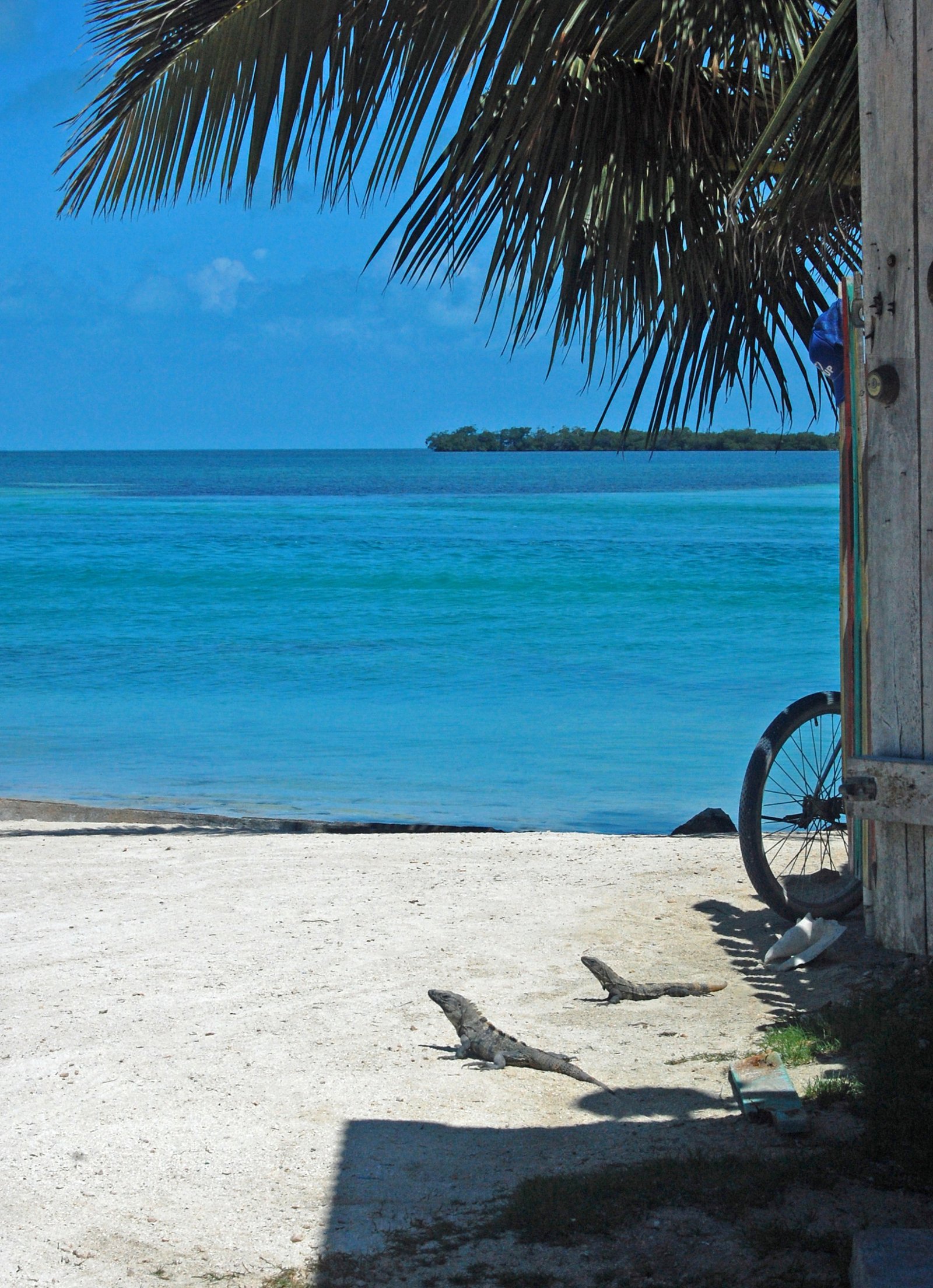 Caye Caulker, Belize Lizards on the Beach in Belize